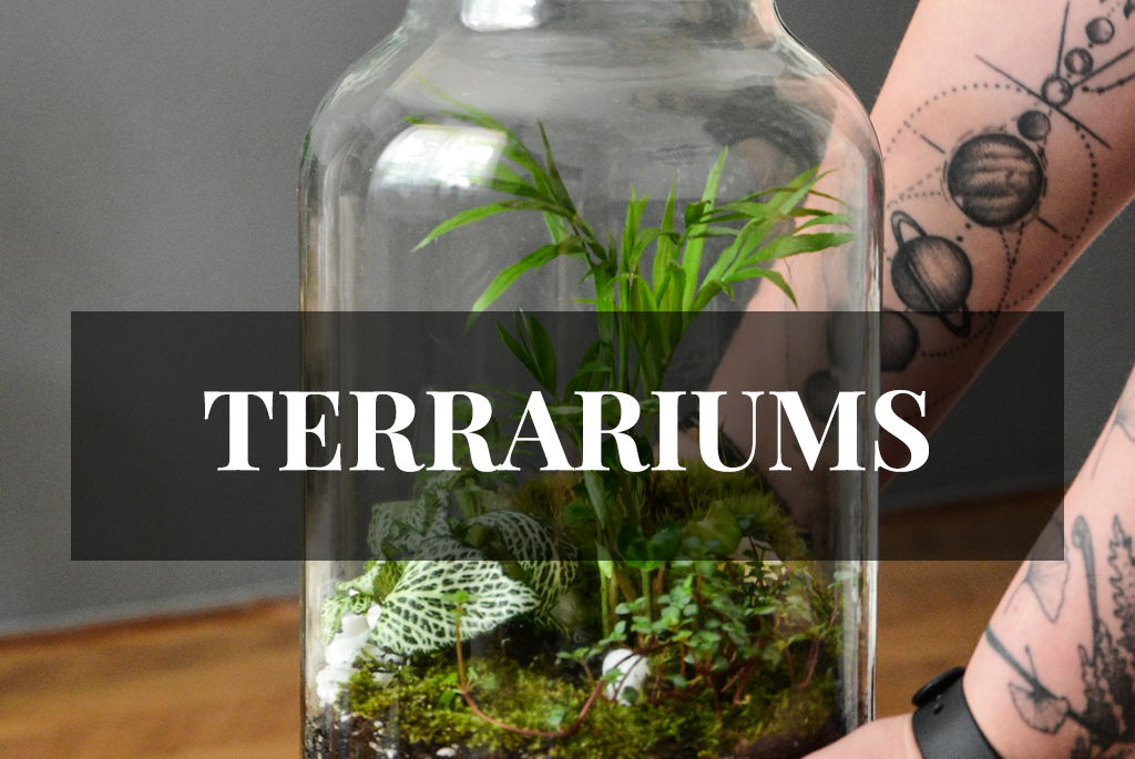 terrariums categorie bryos
